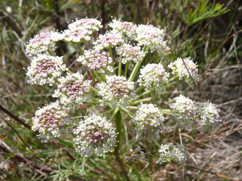 Homoki gurgolya - Seseli annuum, Seseli annuum, etnobotanika